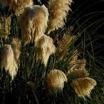 Pampas Grass