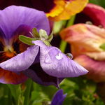 Pansy After the Rain