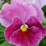 Pansy