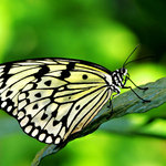 Paper Kite Butterfly