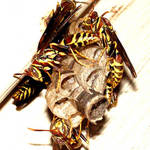 Paper Wasp Nest