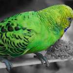 Parakeet