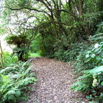 Fern Walkway