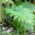 Fern Beside Walkway