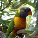 Parrot