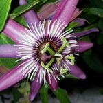 Passion Flower 1