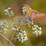 Pastel Butterfly