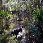Patches in the swamp