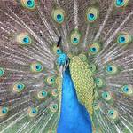 Peacock #2 
