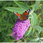 Peacock Butterfly Feeding on Buddleia