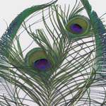 Peacock Feathers