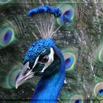 Peacock Portrait