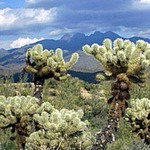 Four Peaks & Jumping Cholla