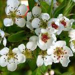 Pear tree in bloom