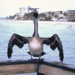 Pelican Posing