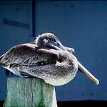 Pelican at Rest