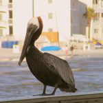 Pelican