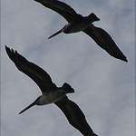 Pelican Fly by