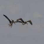 Pelicans in Flight