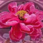 Peony on Satin