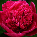 Peony