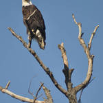 Perched Eagle
