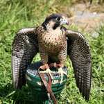 Peregrine Falcon "Nelson"