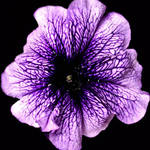 Petunia Colour Patch