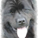 Kimba