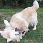 Play Fight
