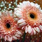 petals of a Gerbera Daisy