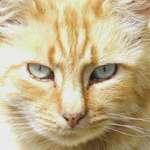 Ginger