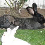 peter and thumpa having a snooze