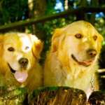 Duke & Shay