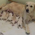 Penny's Babies