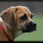 Puggle Portrait