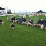 Pet Parade