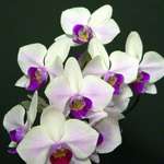Phalenopsis Rebloom