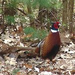 Ringneck Pheasant