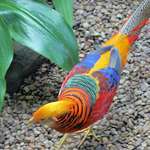 Pheasant Beauty