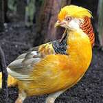 Pheasant closeup, Yellow Golden Male