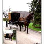 Amish Buggy
