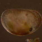 Unnamed Protozoan