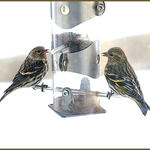 Pine Siskins