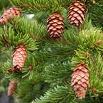 Pine Cones