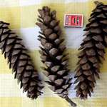 Long Pine Cones