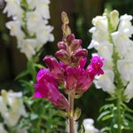 pink and white flowers
