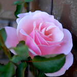 Pink Beauty