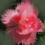 Pink Carnation