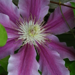 Pink Clematis Blossom 2